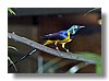 STARLING, GOLDEN-BREASTED.jpg