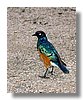 STARLING, SUPERB.jpg