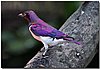 amethyst violet-back starling.jpg