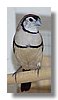 OWL FINCH.jpg